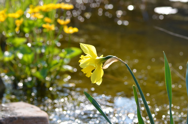flowers on my pond