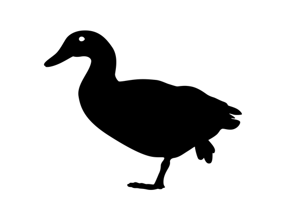 Silhouette walking duck