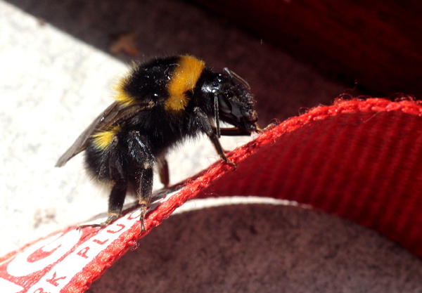 Bumble bee on lanyard