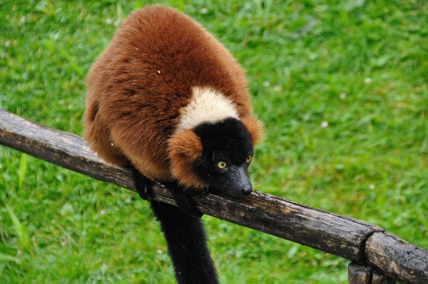 Red ruffed lemur 6