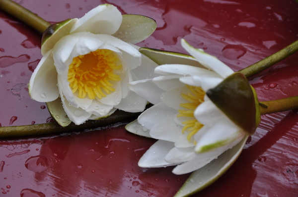 Water lilies 1