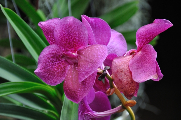 Pink Orchids 2