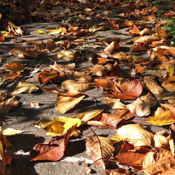 path in autumn
