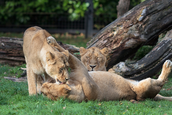Lionesses playing and licking