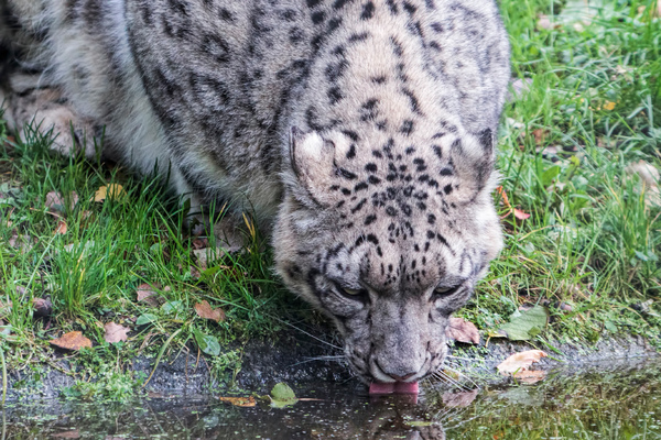 Snow leopard drinking