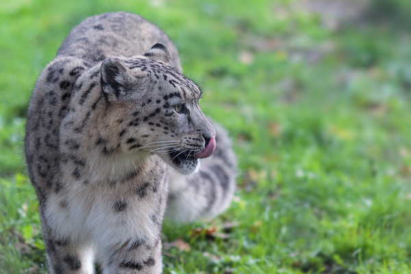 Snow leopard showing tongue