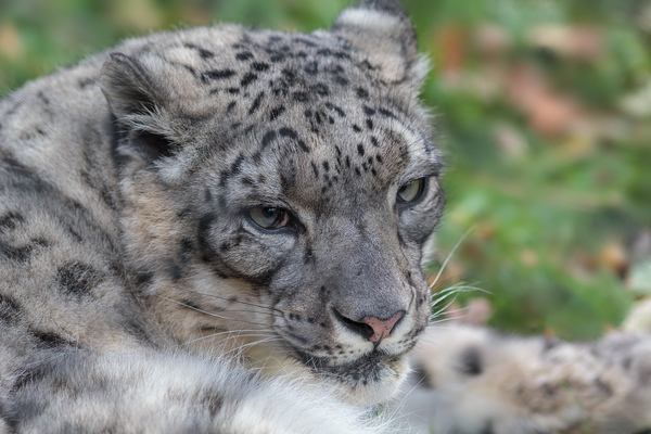 Close-up of snow leopard