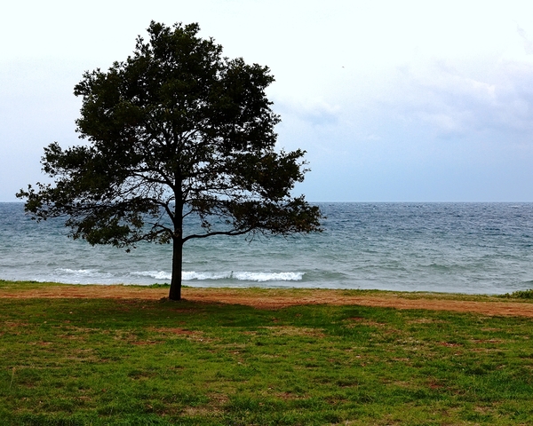 Pinetree on the beach 3