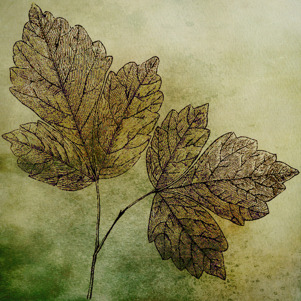leaves3