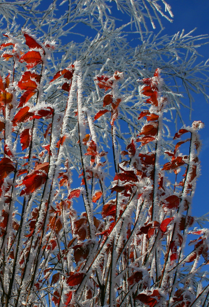 frozen red leaves 2