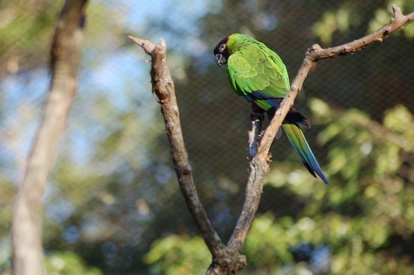 Amazonian birds 2