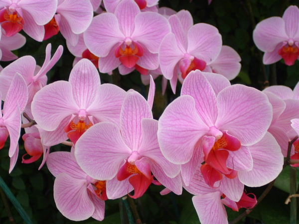 An Orchid in Pink