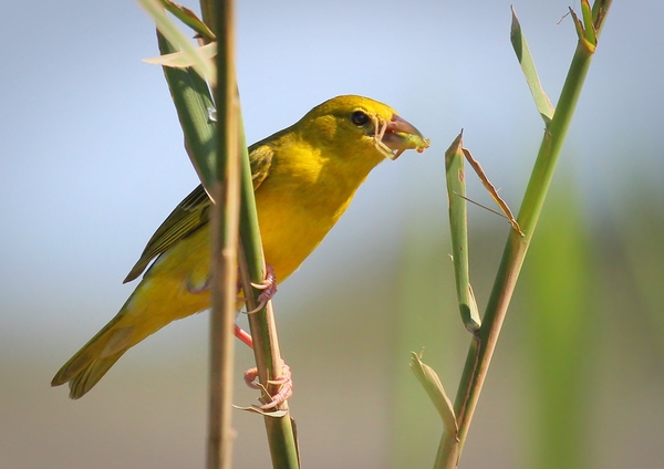 Yellow Finch/Weavers 3