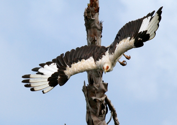 Palmnut Vulture flight 3