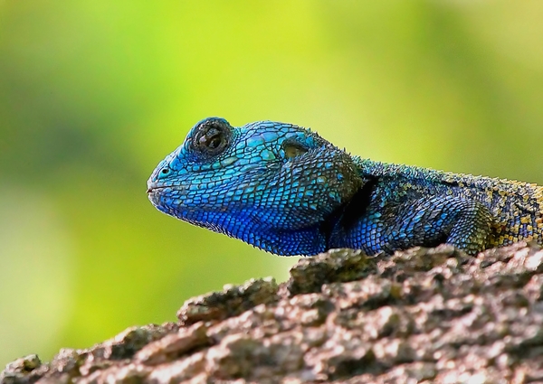 blue-head lizard 2