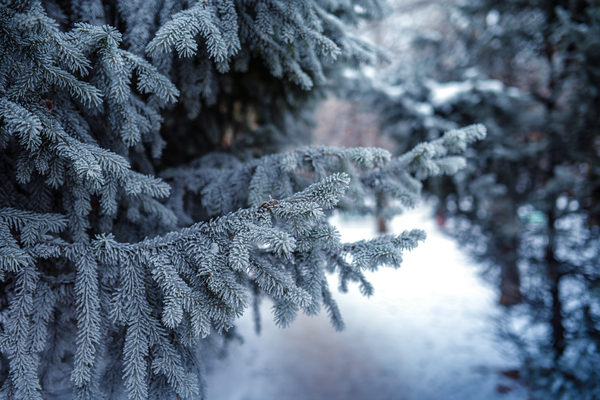 Frozen fir branches