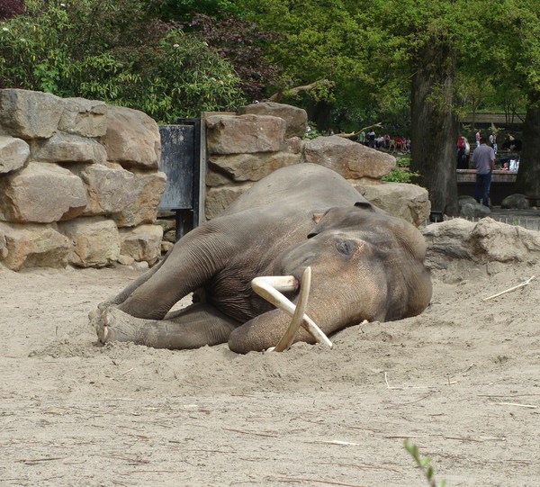 Resting Elephant 1