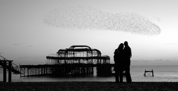 Starlings in Brighton