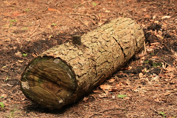 Woodland log