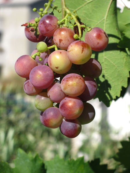 riping grapes