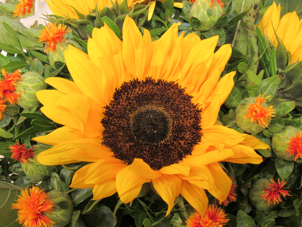 sunflower bouquet 4