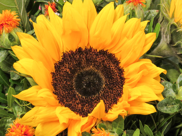 sunflower bouquet 2