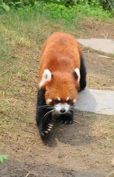 walking red panda