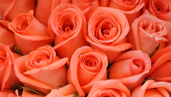 peach color roses