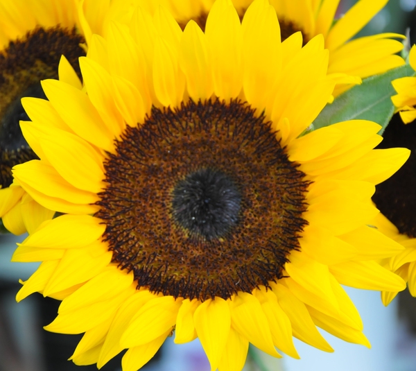 yellow sun flower