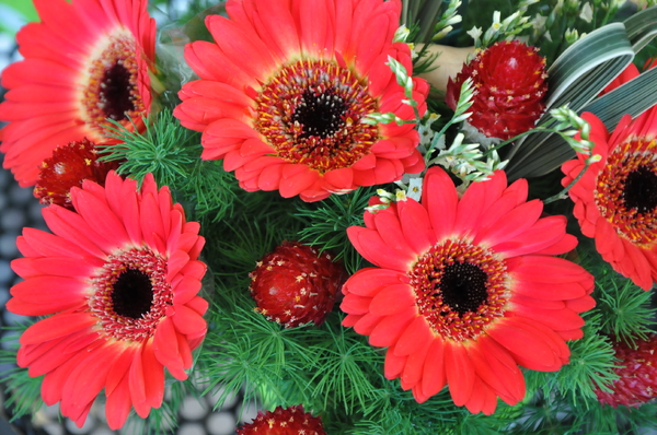 mixed red flowers