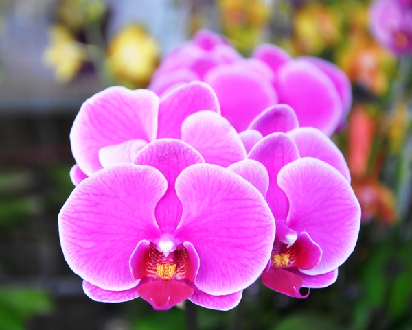 orchids purple flowers