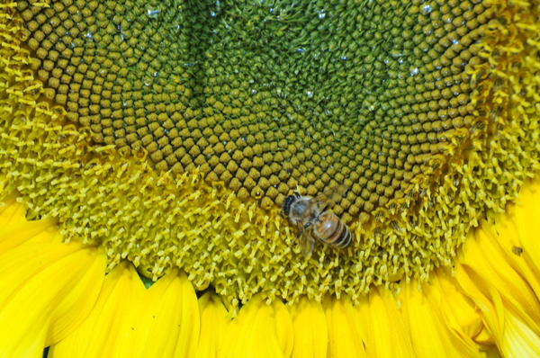 bee and sun flower