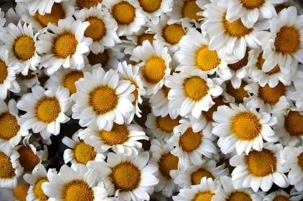 white daisy texture