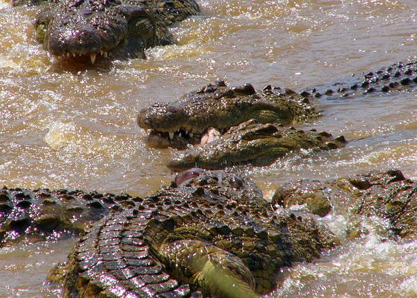 Crocodile feast