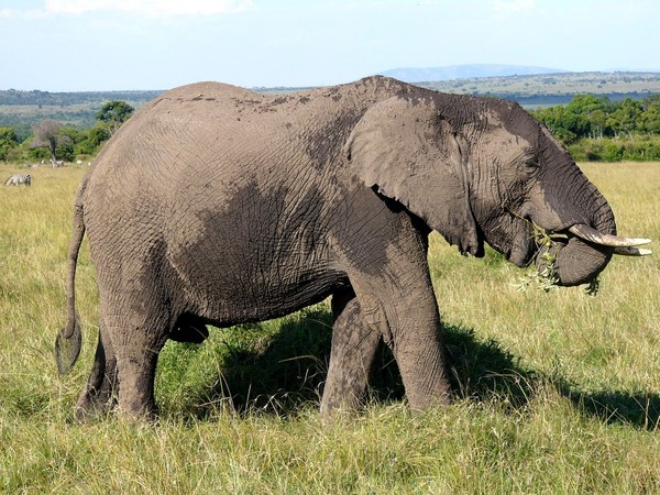 African Elephant  grazing