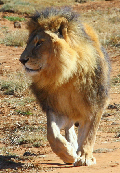 African Lion Males (Cezar)
