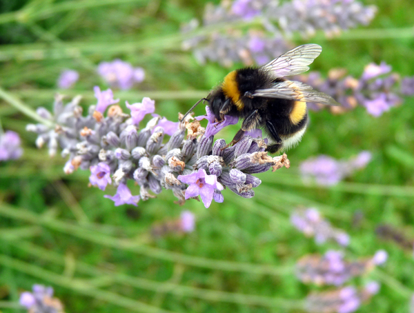 the bee and the lavender
