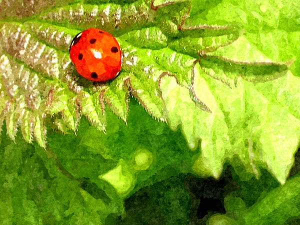 Ladybird on Fern