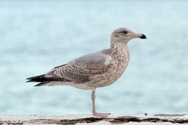 Seagull in front of sea