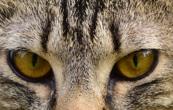 Tabby Cat Eyes