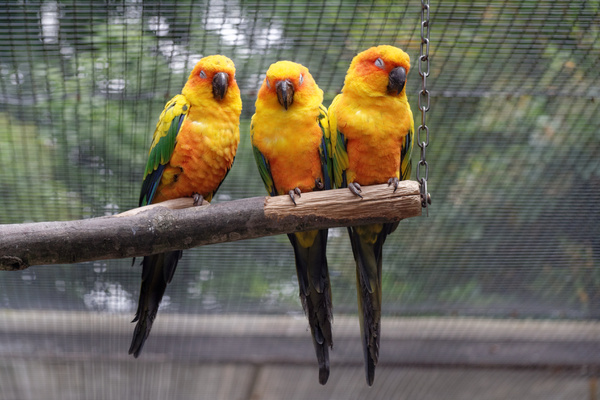 3 sun parakeets sleeping