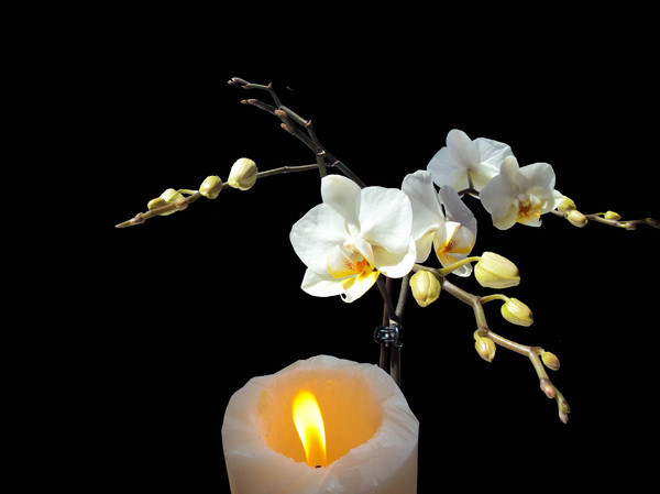 Orchids with candle on black
