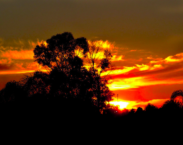 sunset dark contrast trees