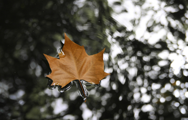 Floating Autumn Leaf