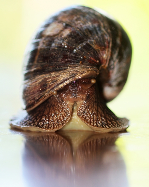 The Snail - close-up 3