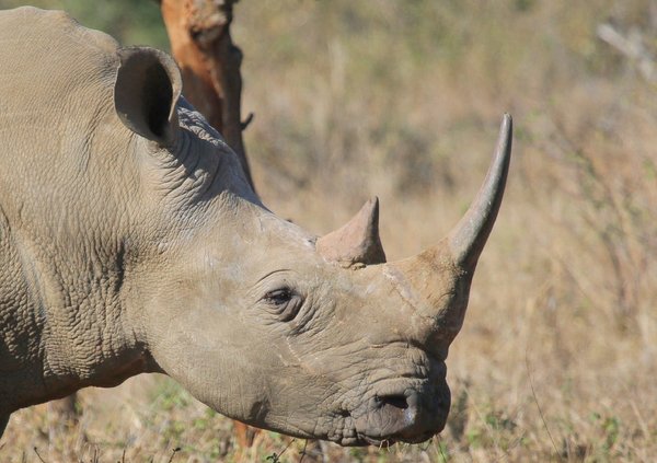 White Rhino (Rhinoceros)