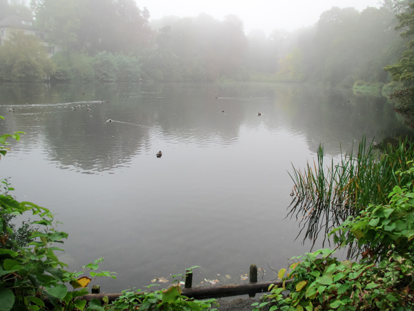 ducks on a foggy lake