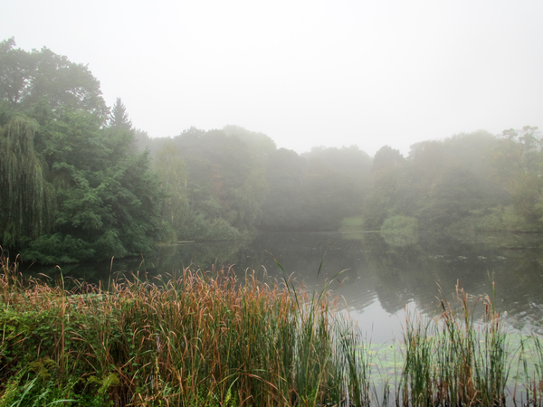 foggy lake idyll