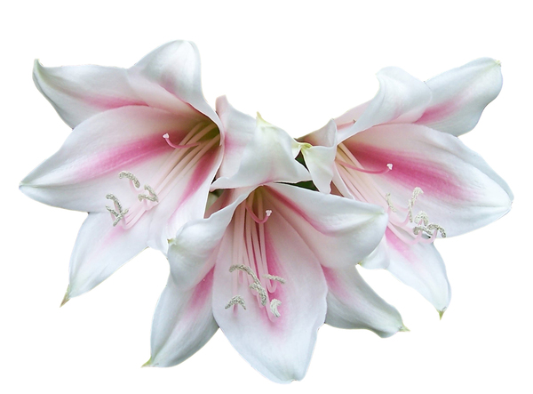 crinium lily