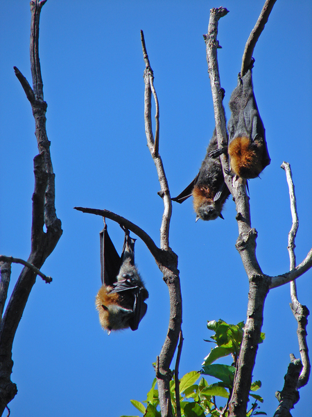 Fruit Bats at Botanical Garden
